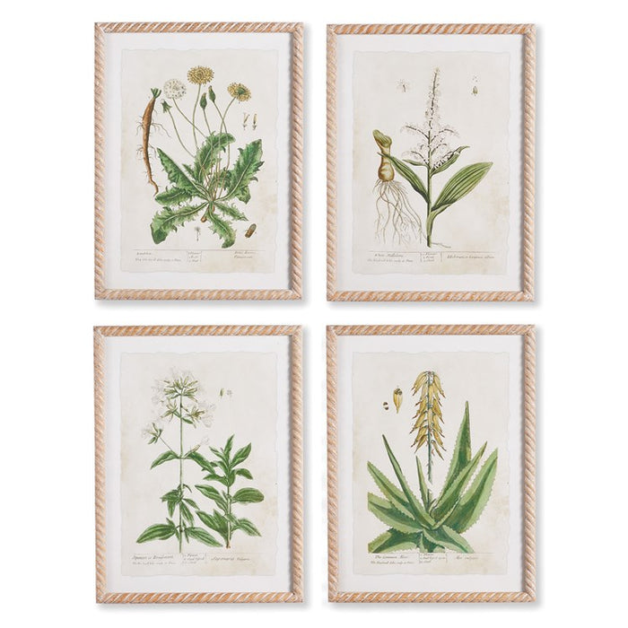 VINTAGE BOTANICAL STUDY, SET OF 4 BY NAPA HOME & GARDEN