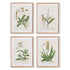 VINTAGE BOTANICAL STUDY, SET OF 4 BY NAPA HOME & GARDEN - A. Dodson's