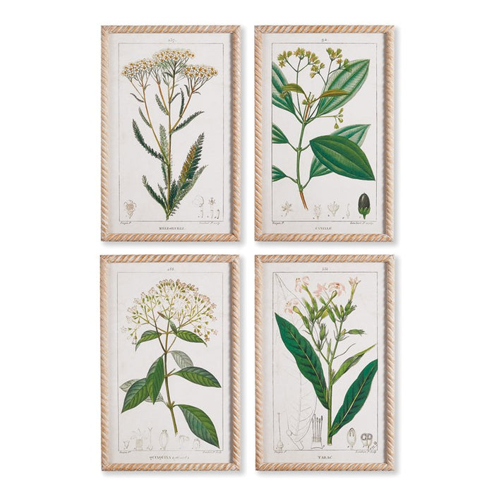 MEADOW BOTANICAL STUDY, SET OF 4 BY NAPA HOME & GARDEN