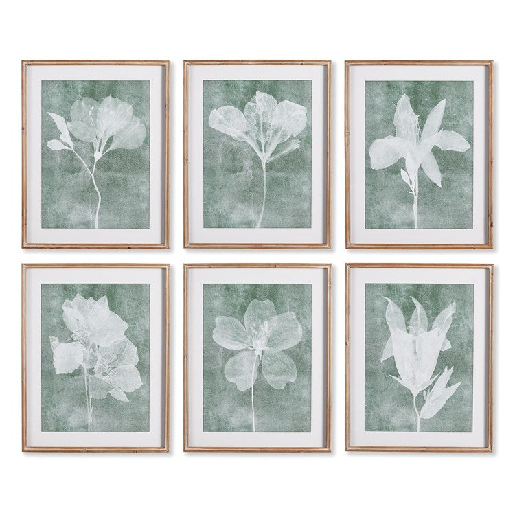 TRANSLUCENT FLORAL PRINTS, SET OF 6 BY NAPA HOME & GARDEN - A. Dodson's