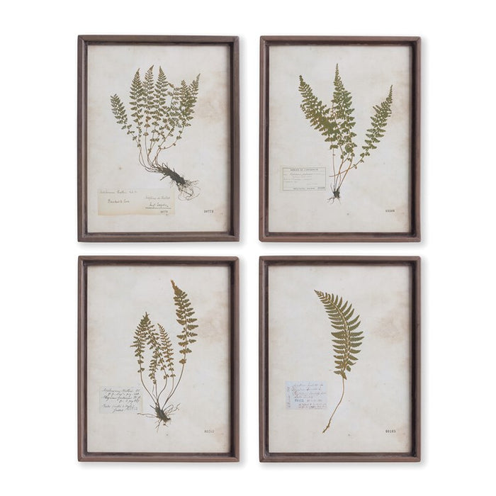 PETITE FROND PRINTS, SET OF 4 BY NAPA HOME & GARDEN