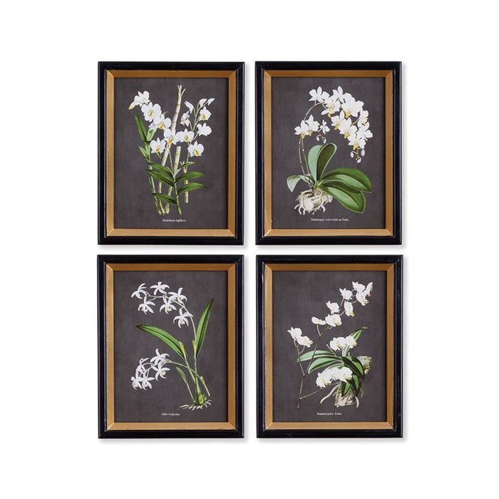 ORCHID STUDY PETITE, SET OF 4 BY NAPA HOME & GARDEN
