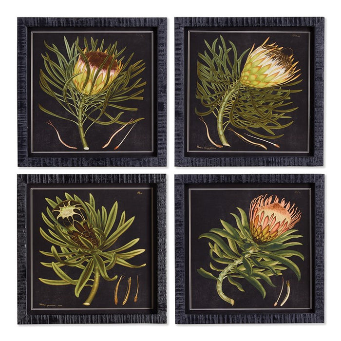 PROTEA PETITE PRINTS, SET OF 4 BY NAPA HOME & GARDEN