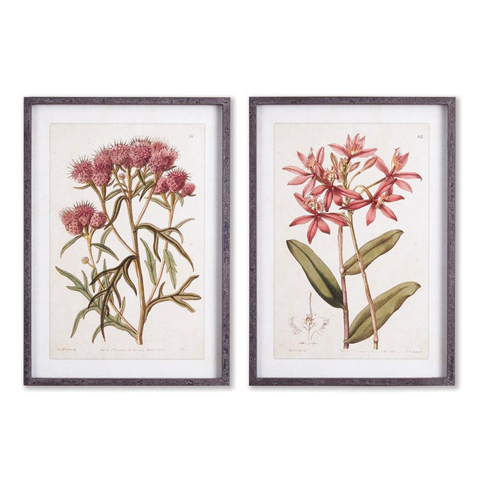 PRETTY IN PINK VINTAGE PRINTS, SET OF 2 BY NAPA HOME & GARDEN