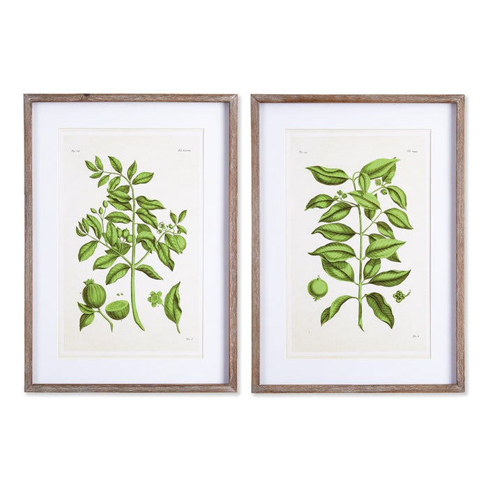 GUAVA PRINTS, SET OF 2 BY NAPA HOME & GARDEN