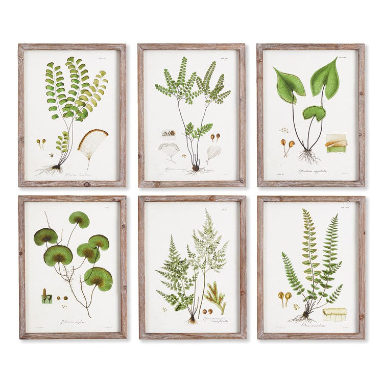 SHADE GARDEN STUDY, SET OF 6 BY NAPA HOME & GARDEN - A. Dodson's