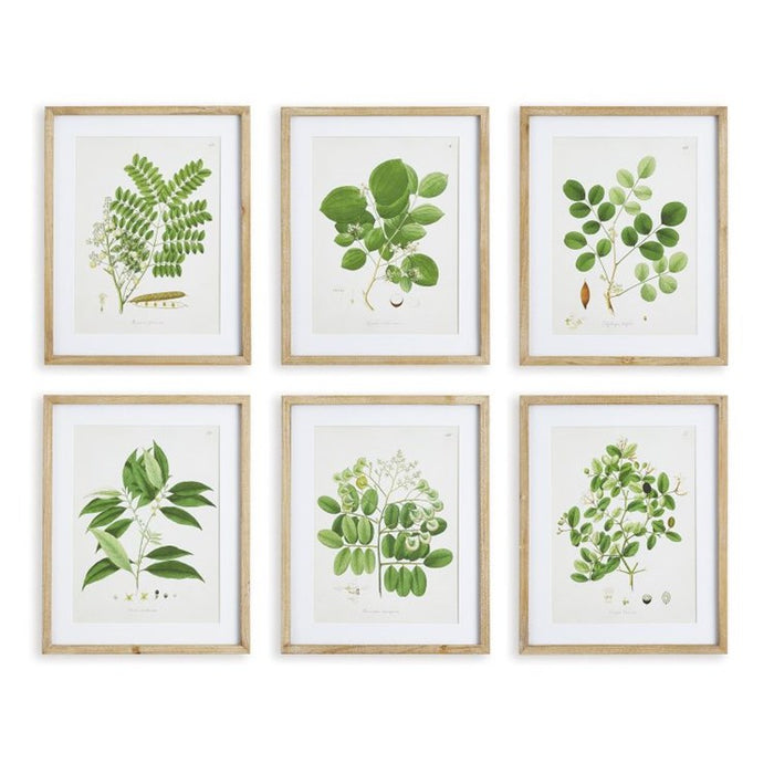 TREE LEAF STUDY, SET OF 6 BY NAPA HOME & GARDEN